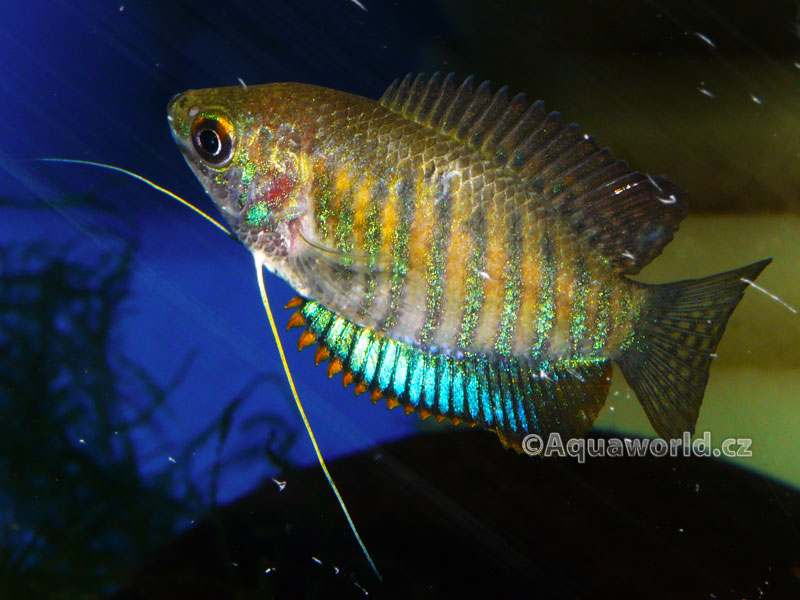 Colisa Fasciata - Čichavec Pruhovaný