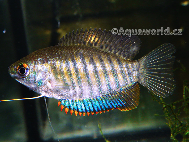 Colisa Fasciata - Čichavec Pruhovaný