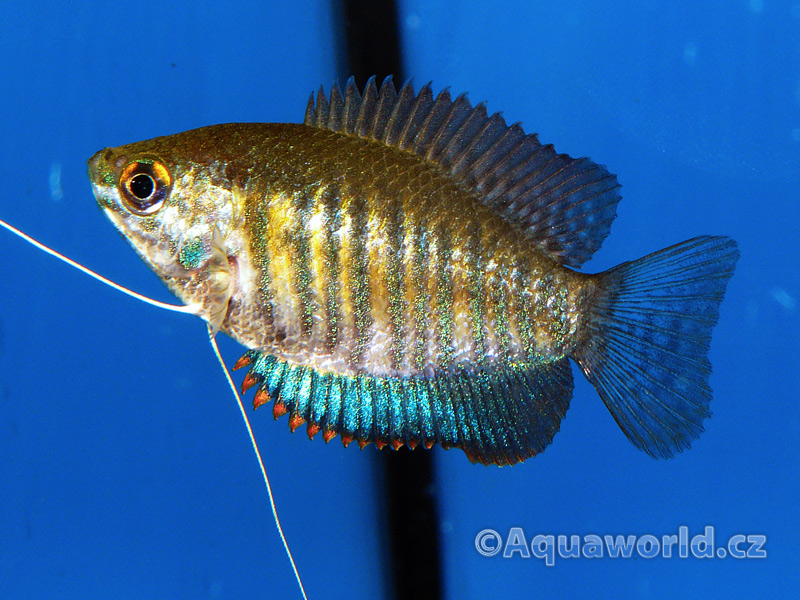 Colisa Fasciata - Čichavec Pruhovaný