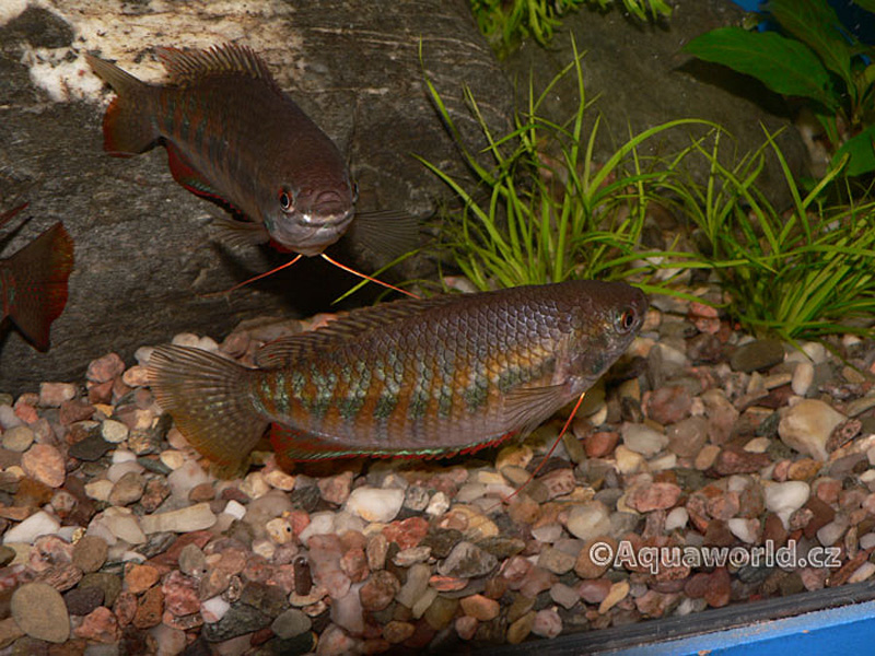 Colisa Labiosa - Čichavec Pyskatý