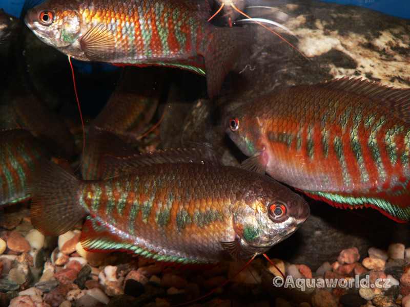 Colisa Labiosa - Čichavec Pyskatý