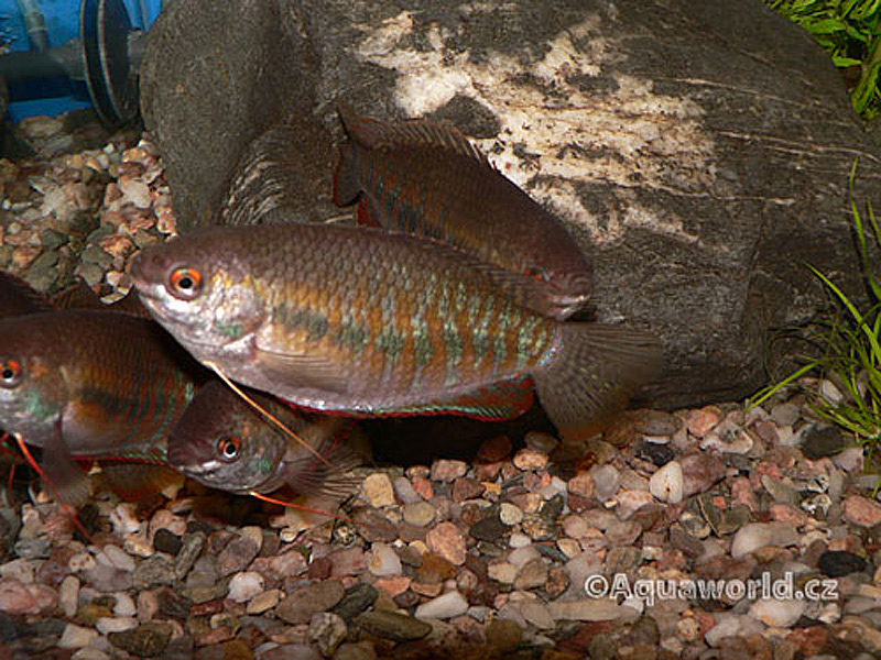 Colisa Labiosa - Čichavec Pyskatý