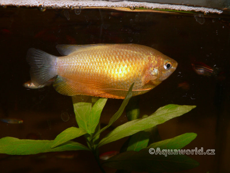 Colisa Labiosa - Čichavec Pyskatý