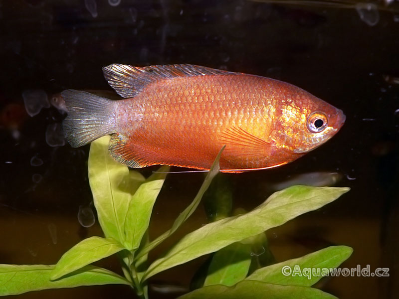 Colisa Labiosa - Čichavec Pyskatý