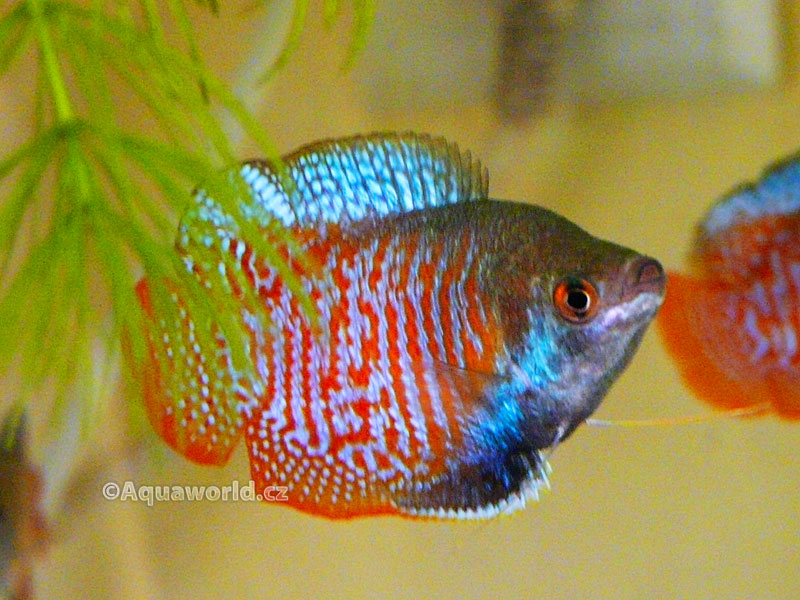 Colisa Lalia - Čichavec Zakrslý