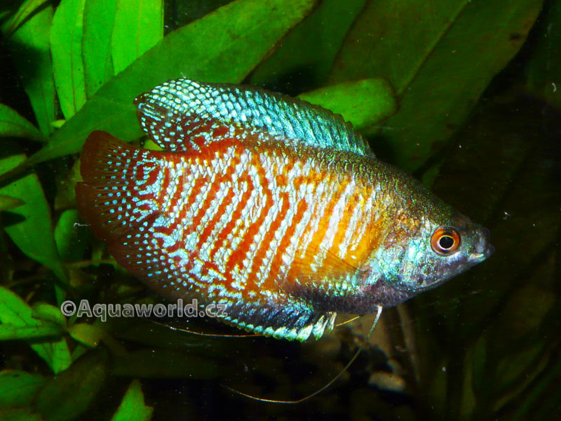 Colisa Lalia - Čichavec Zakrslý