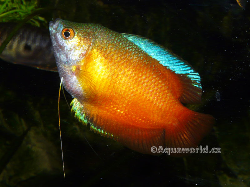 Colisa Lalia - Čichavec Zakrslý