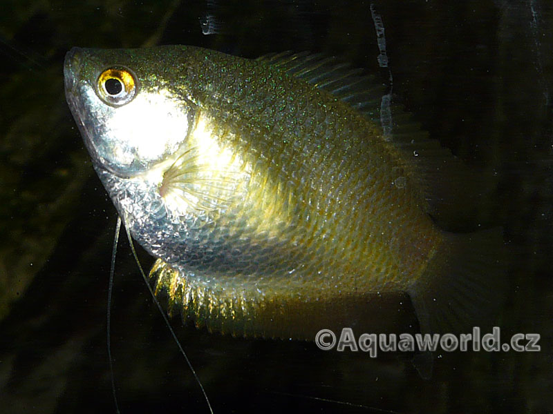 Colisa Lalia - Čichavec Zakrslý