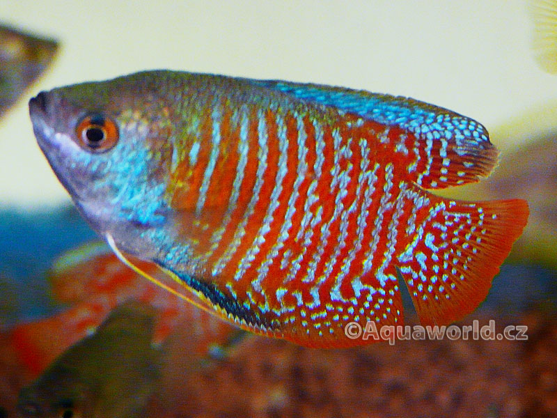 Colisa Lalia - Čichavec Zakrslý