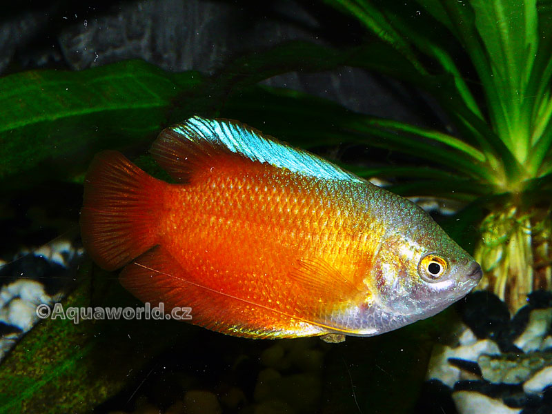 Colisa Lalia - Čichavec Zakrslý