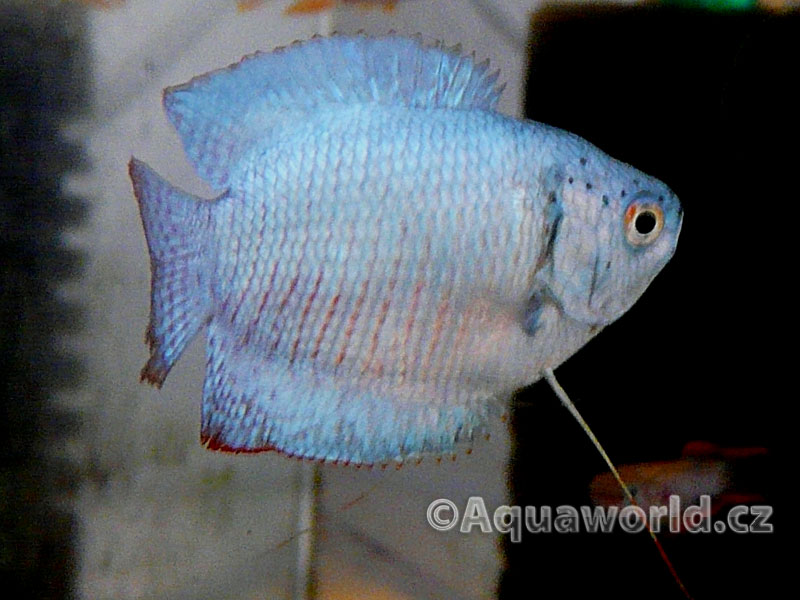 Colisa Lalia - Čichavec Zakrslý