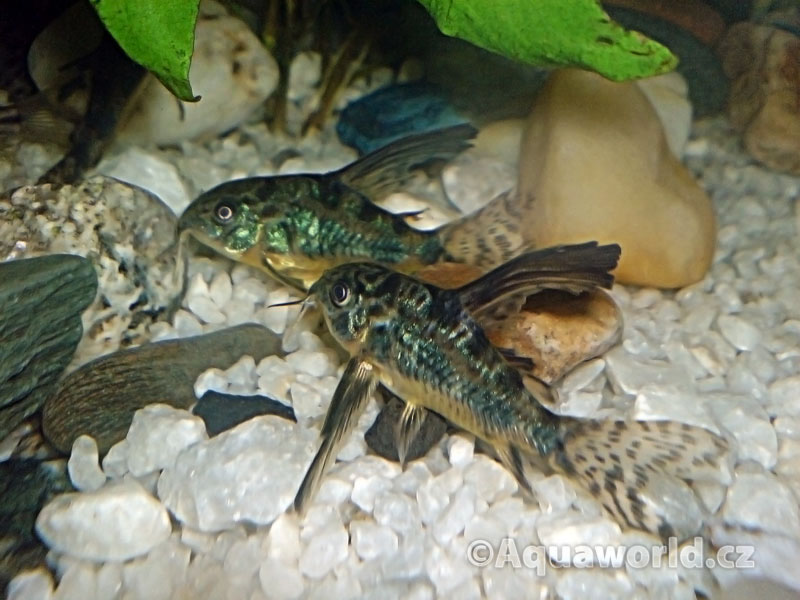 Corydoras paleatus - Pancéřníček Skvrnitý