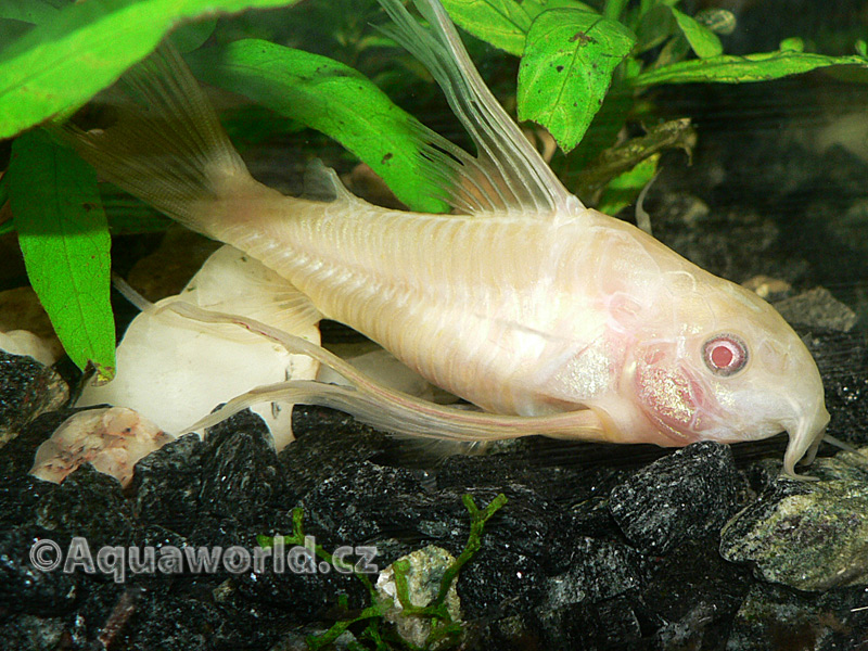 Corydoras paleatus - Pancéřníček Skvrnitý