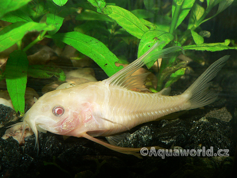 Corydoras paleatus - Pancéřníček Skvrnitý