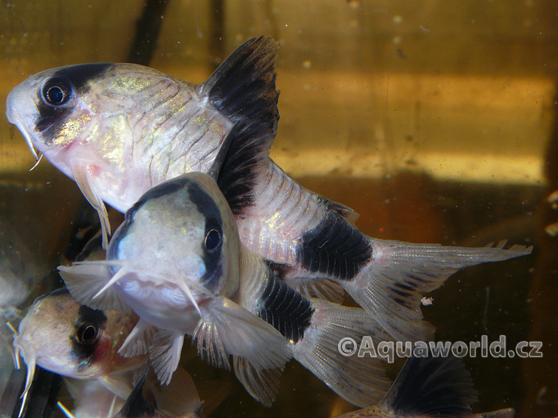 Corydoras Panda - Pancéřníček Panda