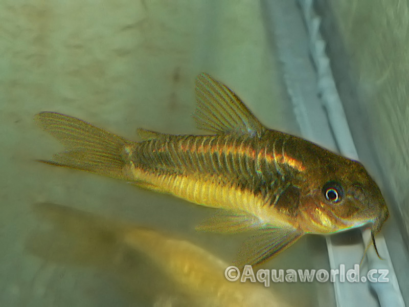 Corydoras Schultzei - Pancéřníček Zlatopásý