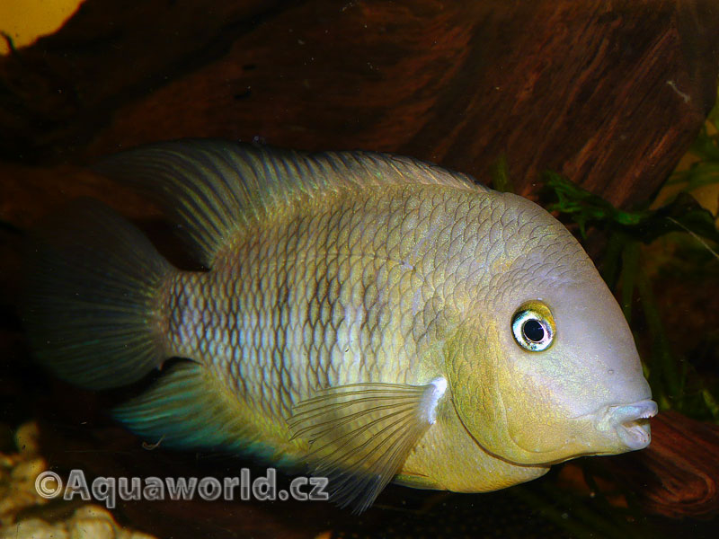 Cryptoheros Spilurum - Kančík Hrbohlavý