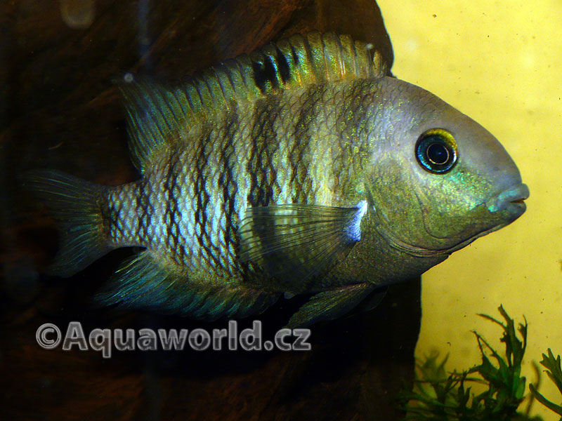 Cryptoheros Spilurum - Kančík Hrbohlavý