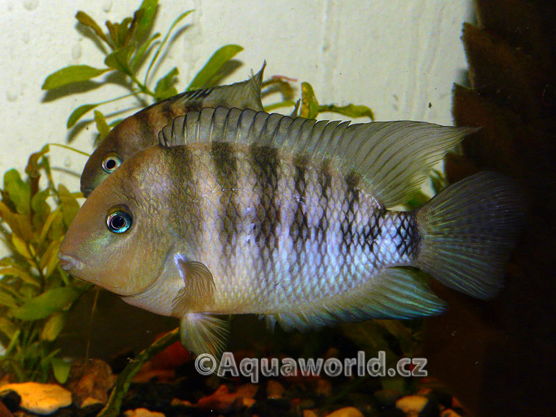 Cryptoheros Spilurum - Kančík Hrbohlavý