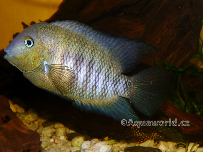 Cryptoheros Spilurum - Kančík Hrbohlavý
