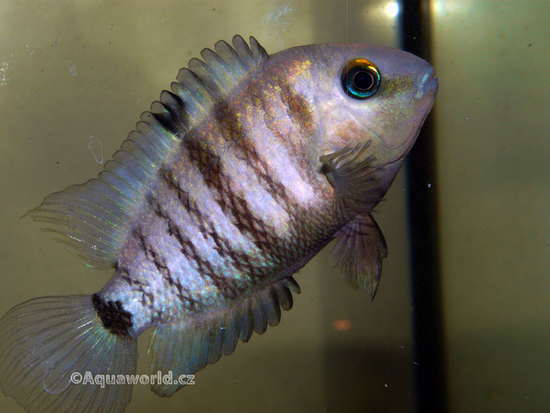 Cryptoheros Spilurum - Kančík Hrbohlavý