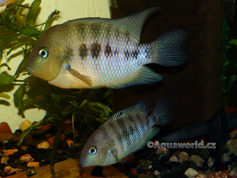 Cryptoheros Spilurum - Kančík Hrbohlavý