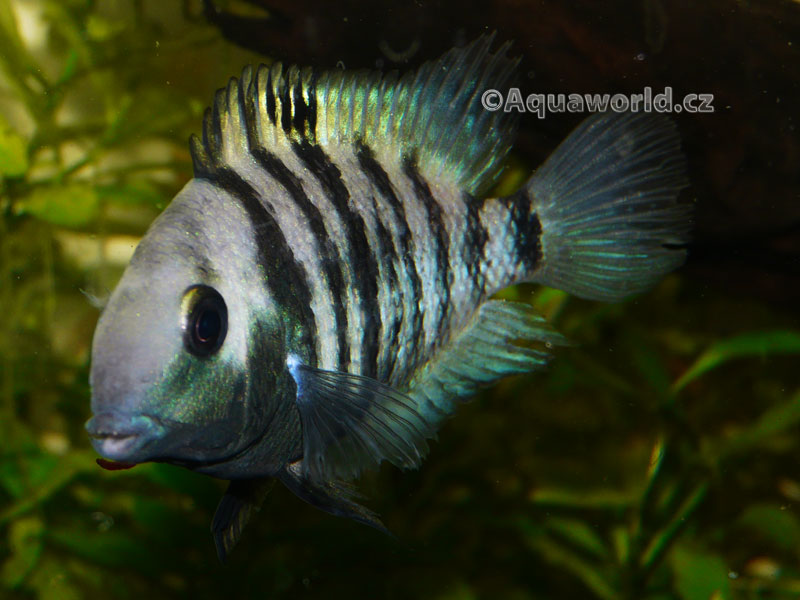 Cryptoheros Spilurum - Kančík Hrbohlavý