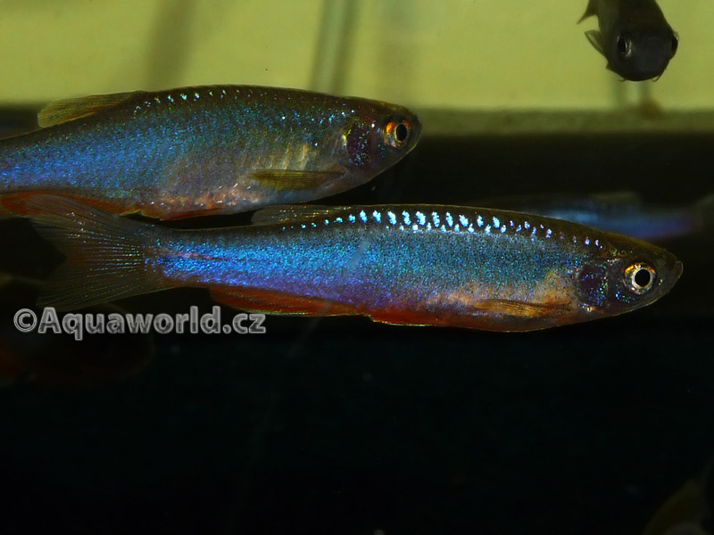 Danio Albolineatus - Danio Duhové