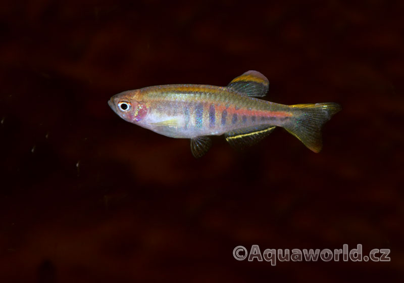 Danio Choprae - Danio Myanmarské