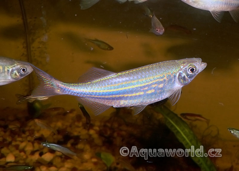 Danio Devario aequipinnatus - Danio Malabarské