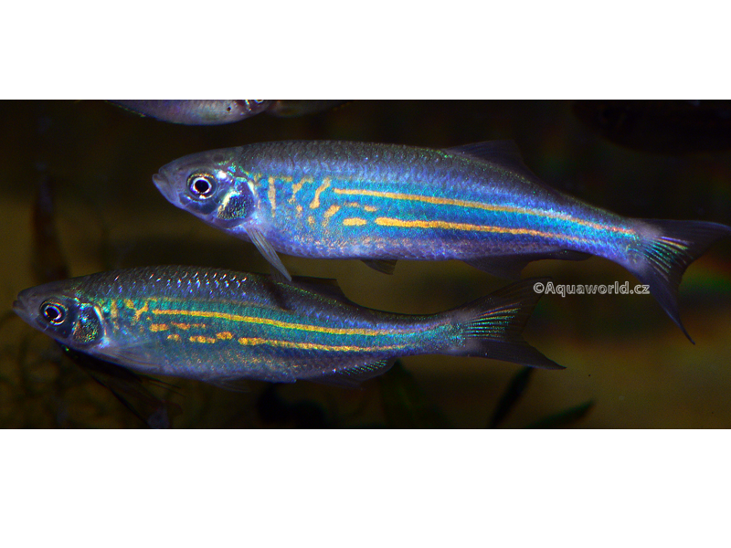 Danio Devario aequipinnatus - Danio Malabarské