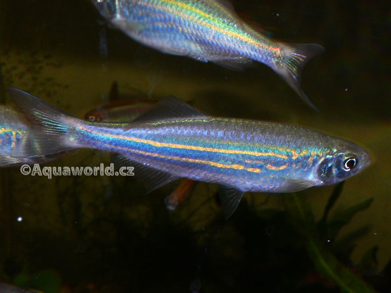 Danio Devario aequipinnatus - Danio Malabarské