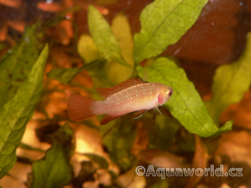 Dario Hysginon - Ostnáč Hysginův