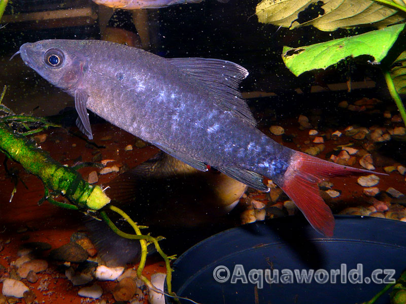 Epalzeorhynchos Bicolor - Labeo Červenoocasé