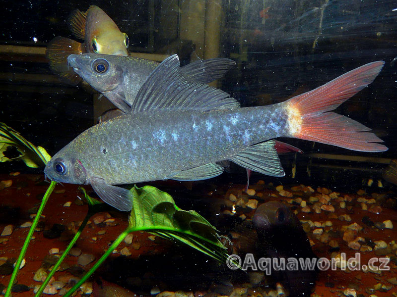 Epalzeorhynchos Bicolor - Labeo Červenoocasé