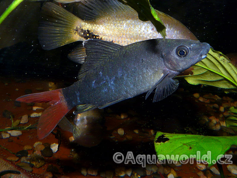 Epalzeorhynchos Bicolor - Labeo Červenoocasé