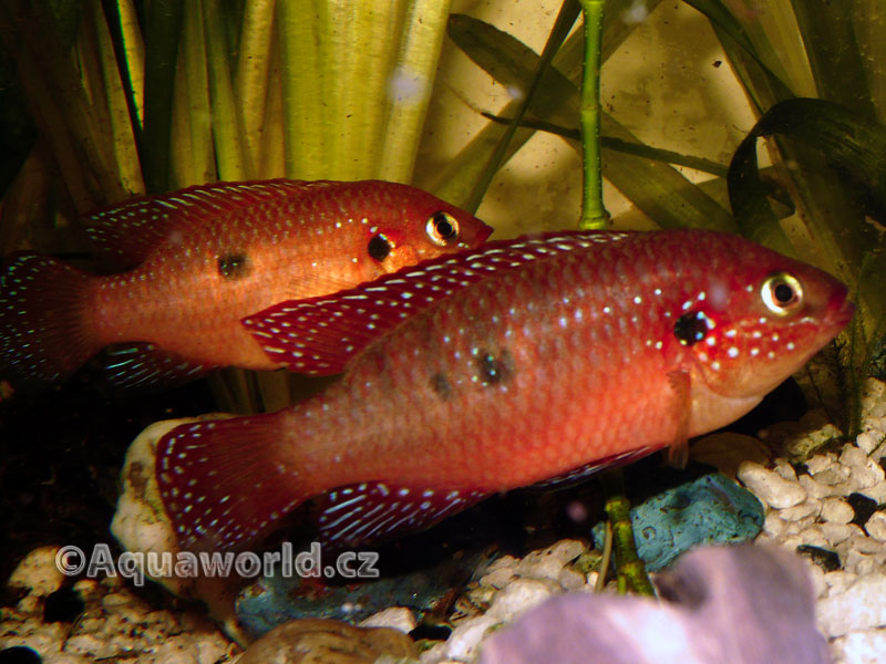 Hemichromis Banguii - Perlovka Nervavá