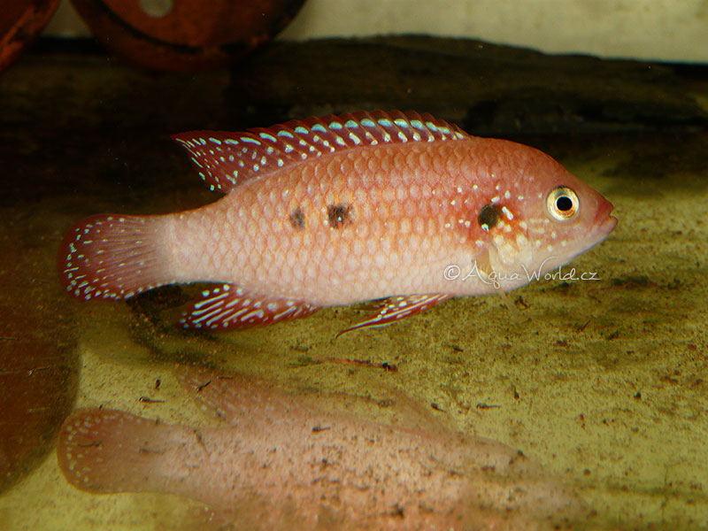 Hemichromis bimaculatus - Perlovka Červená