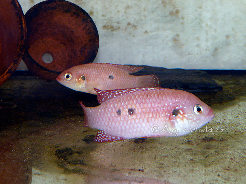 Hemichromis bimaculatus - Perlovka Červená