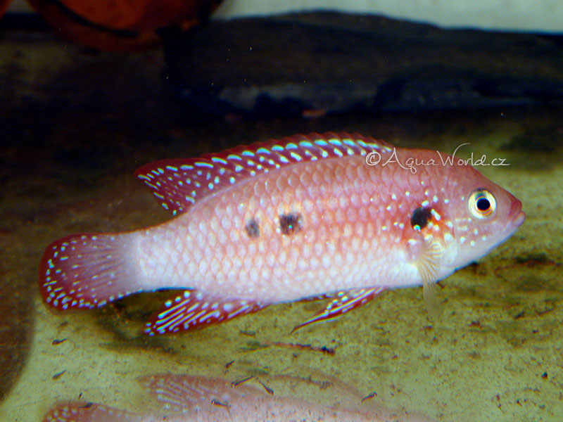 Hemichromis bimaculatus - Perlovka Červená