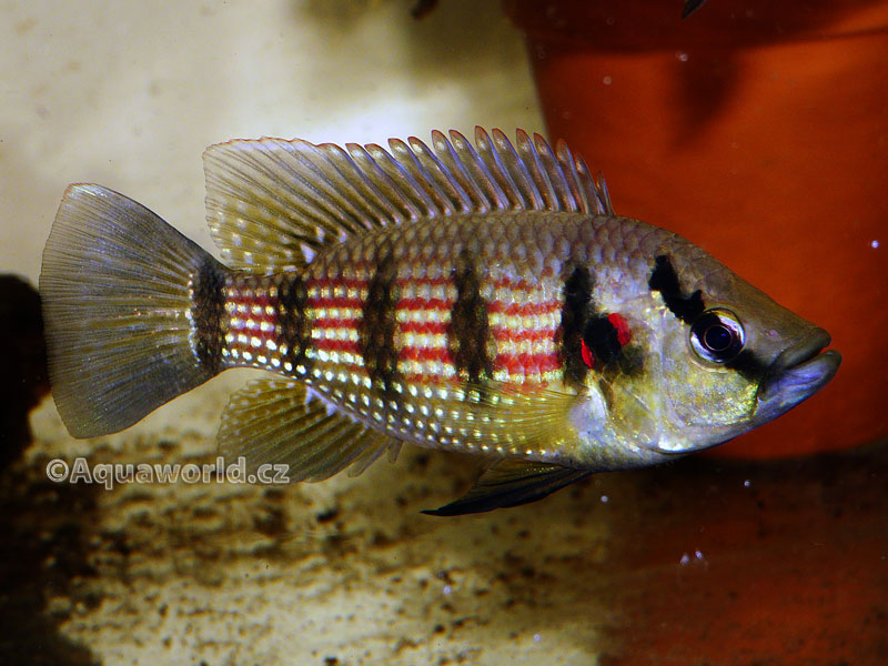 Hemichromis fasciatus - Perlovka Pruhovaná
