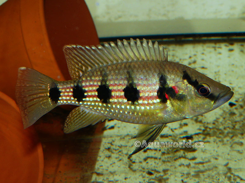 Hemichromis fasciatus - Perlovka Pruhovaná