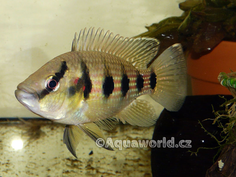 Hemichromis fasciatus - Perlovka Pruhovaná