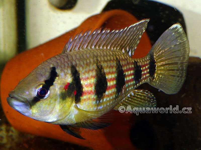 Hemichromis fasciatus - Perlovka Pruhovaná