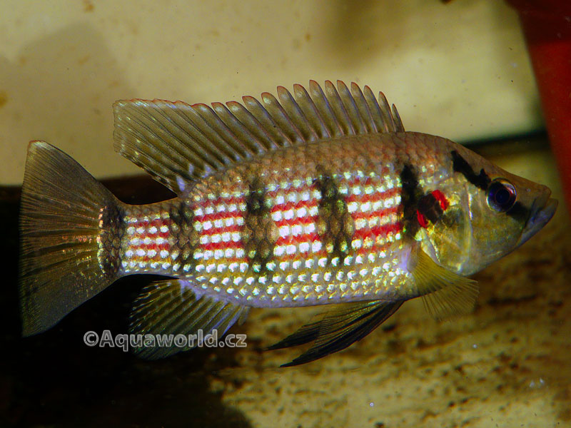 Hemichromis fasciatus - Perlovka Pruhovaná