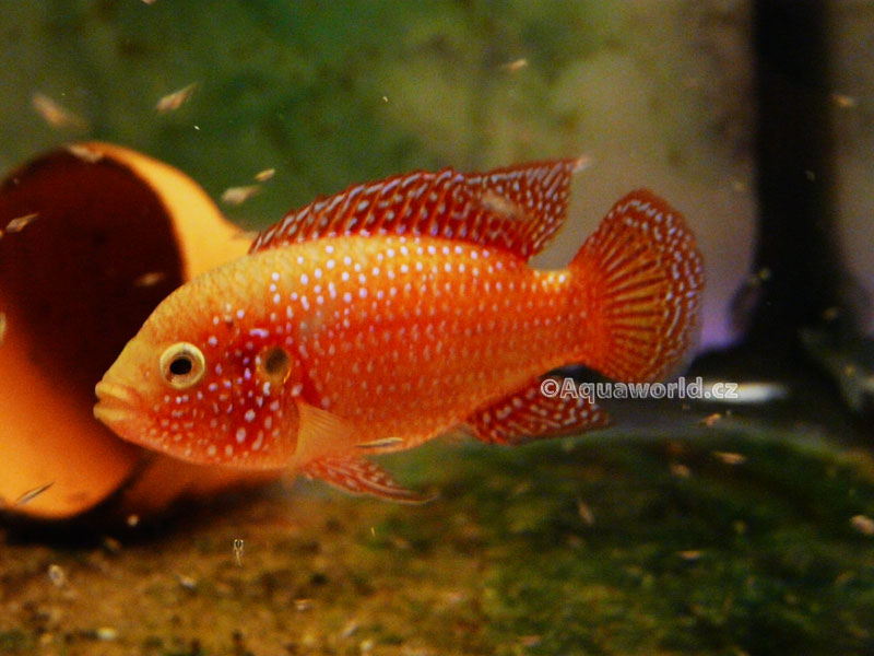 Hemichromis guttatus - Perlovka Tečkovaná