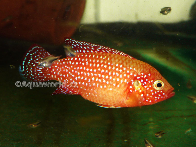 Hemichromis guttatus - Perlovka Tečkovaná