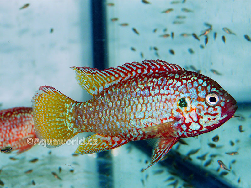 Hemichromis lifalili blue neon - Perlovka Modrá