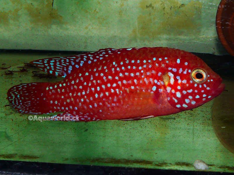 Hemichromis lifalili - Perlovka Rudá