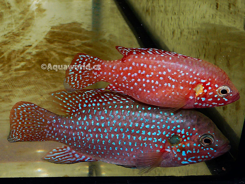 Hemichromis lifalili - Perlovka Rudá